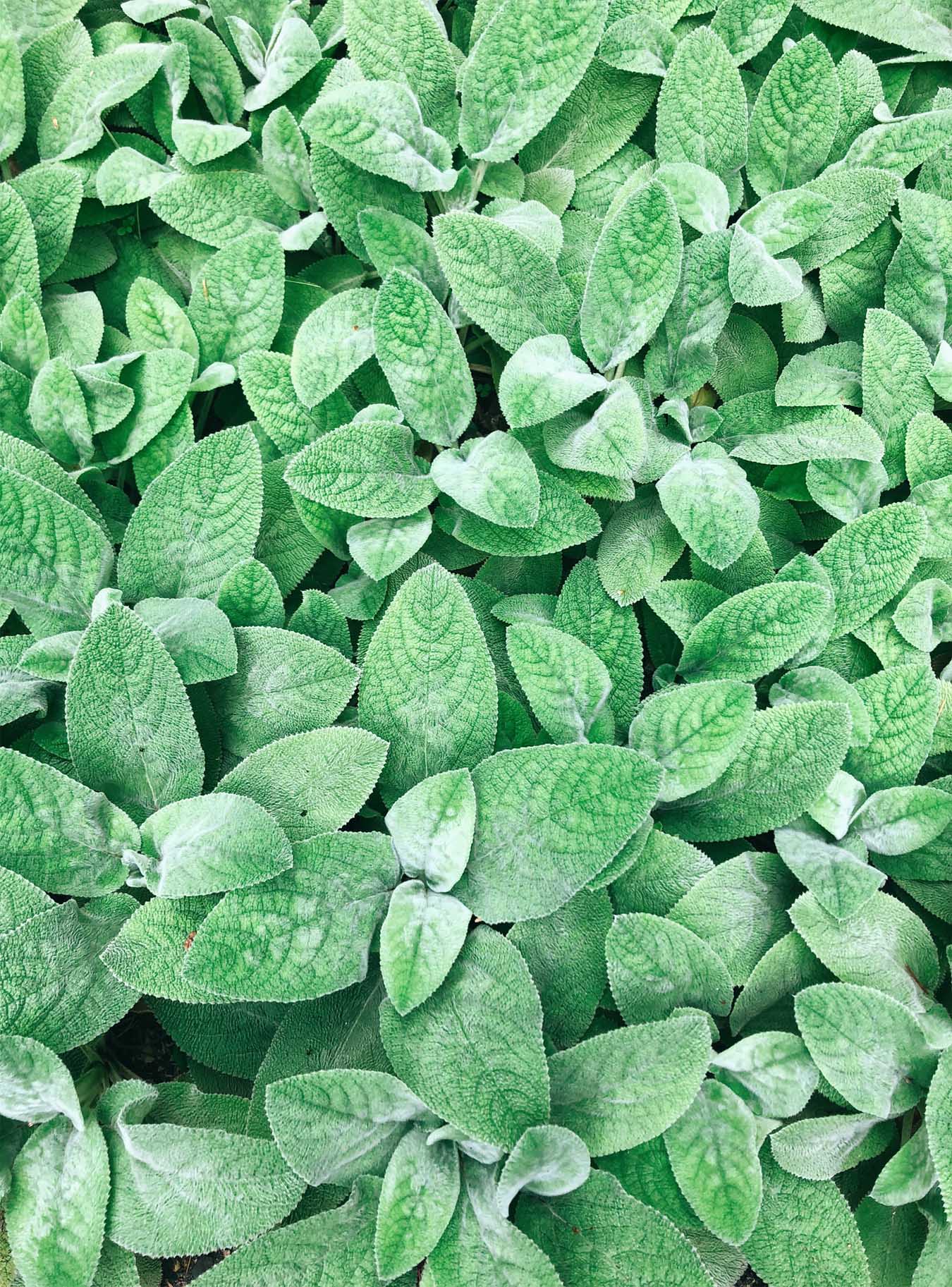 bed of fresh mint