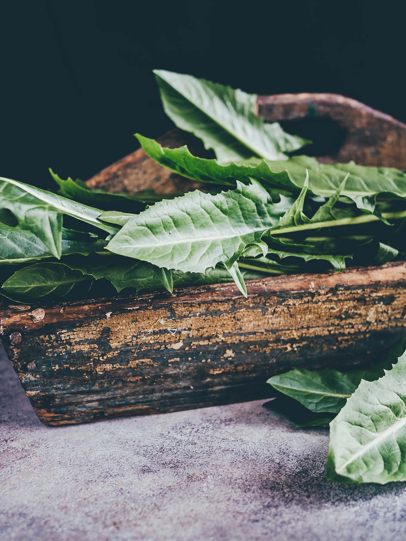 freshly harvested puntarelle-salad juting out of a wooden basket