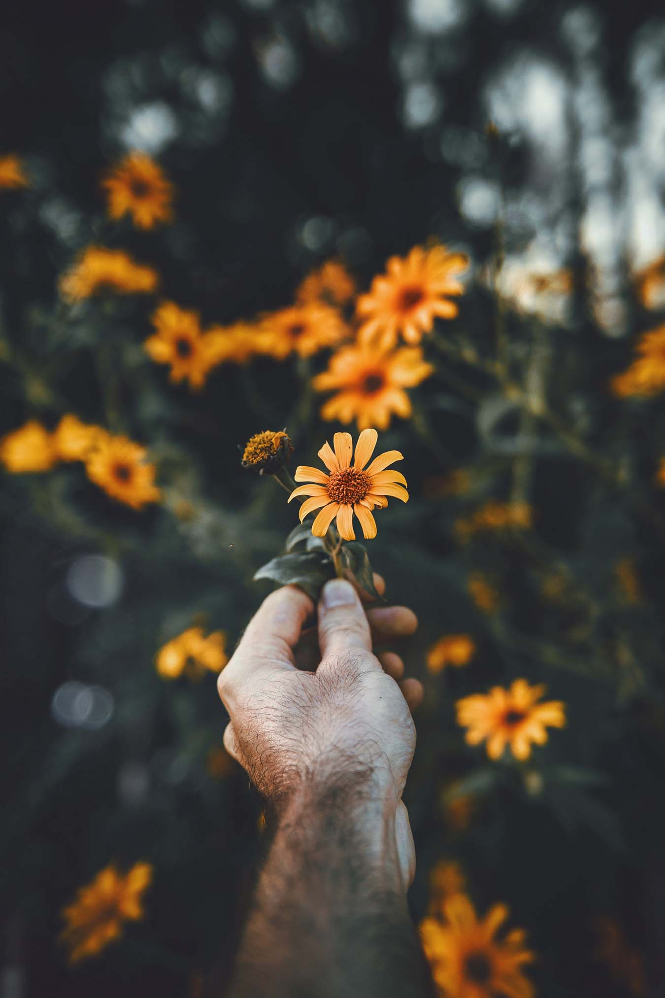 male hand holding an orange flower