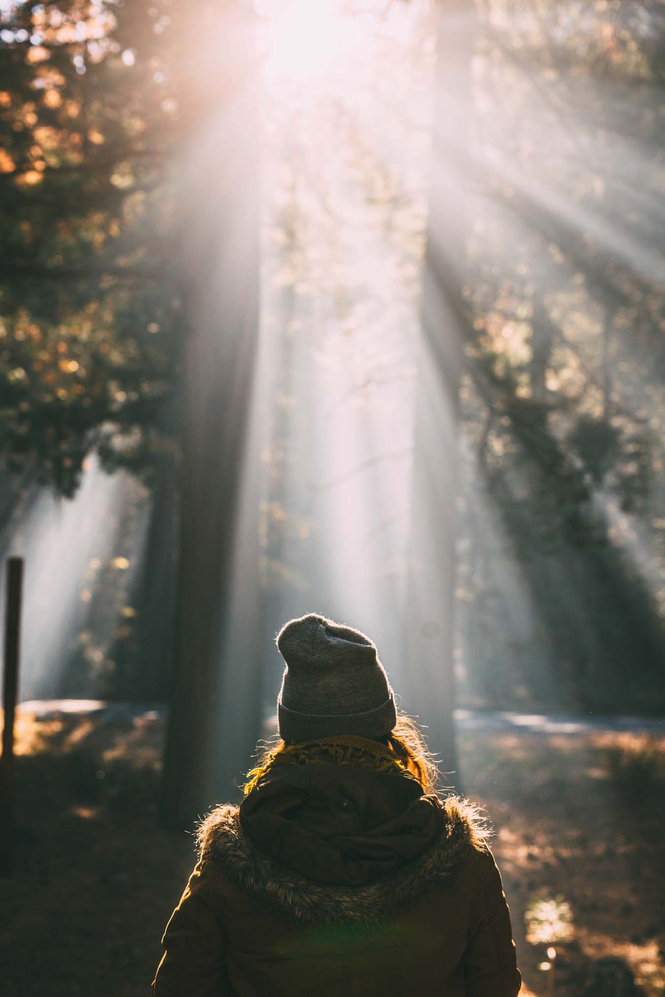 Eine junge Frau, die eine olive Jacke und eine graue Haube trägt, zeigt sich von hinten in einem sonnendurchfluteten Herbstwald und genießt den Moment