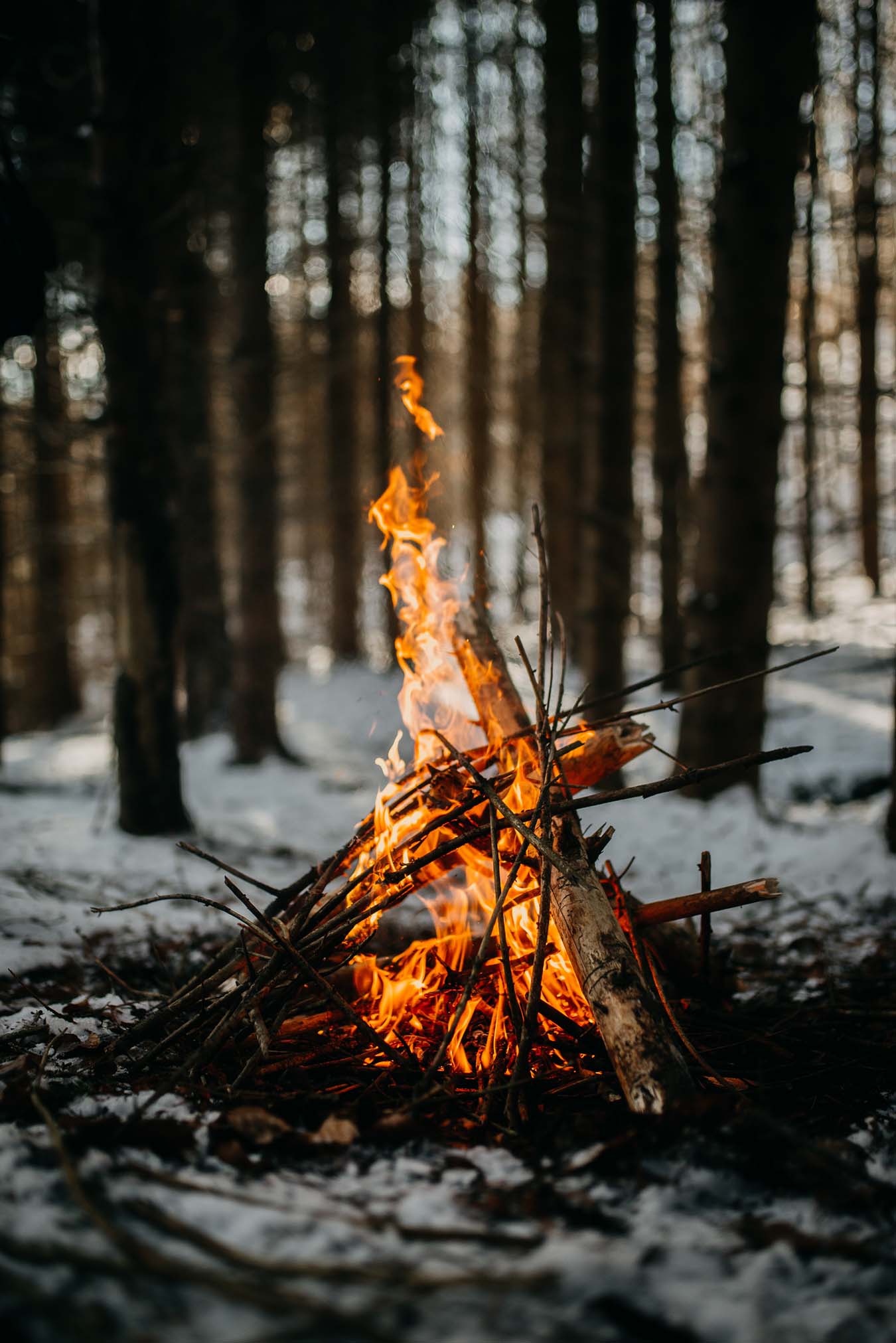 campfire burning in winter forest