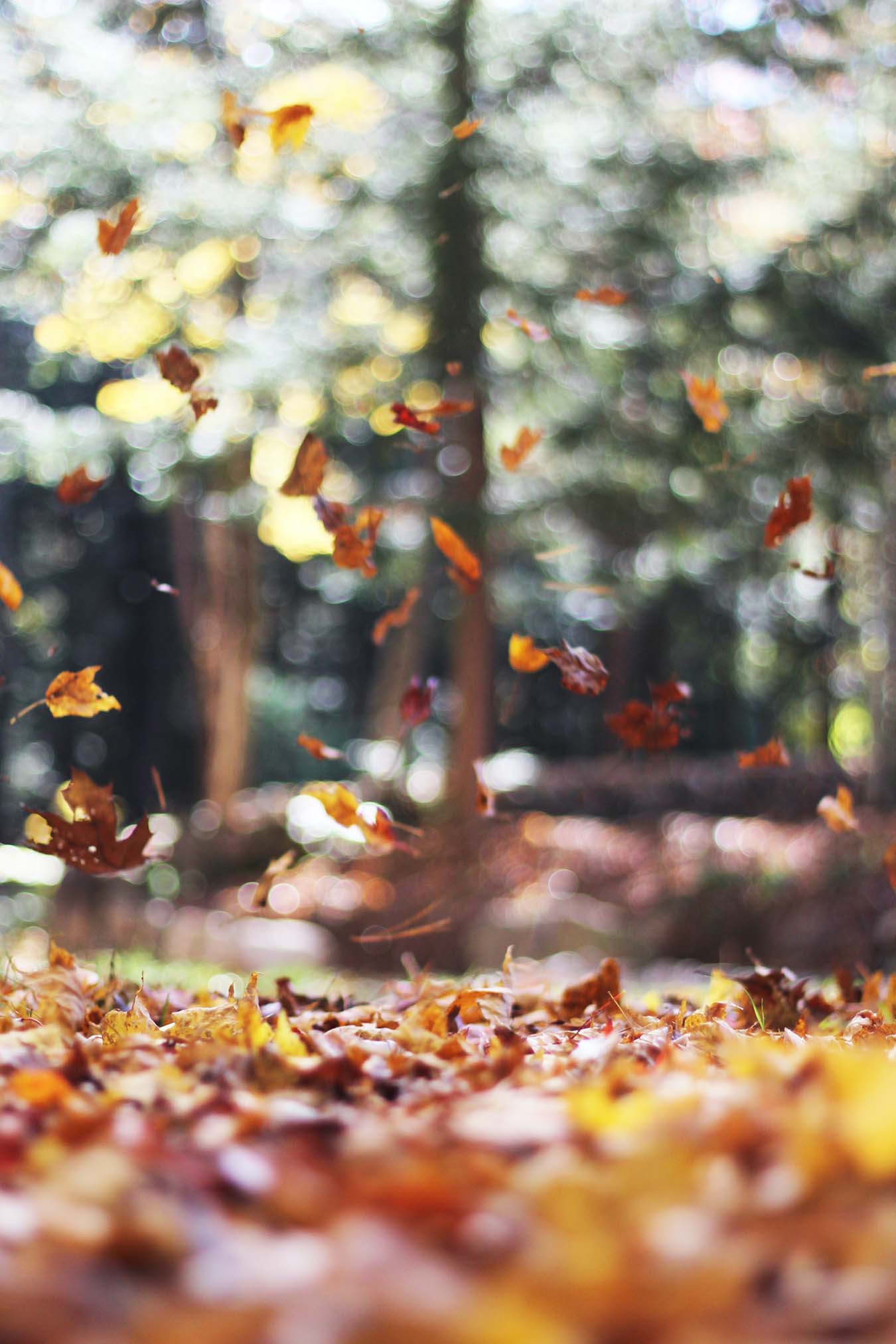 Herbstblätter in allen Farben tanzen im Wind