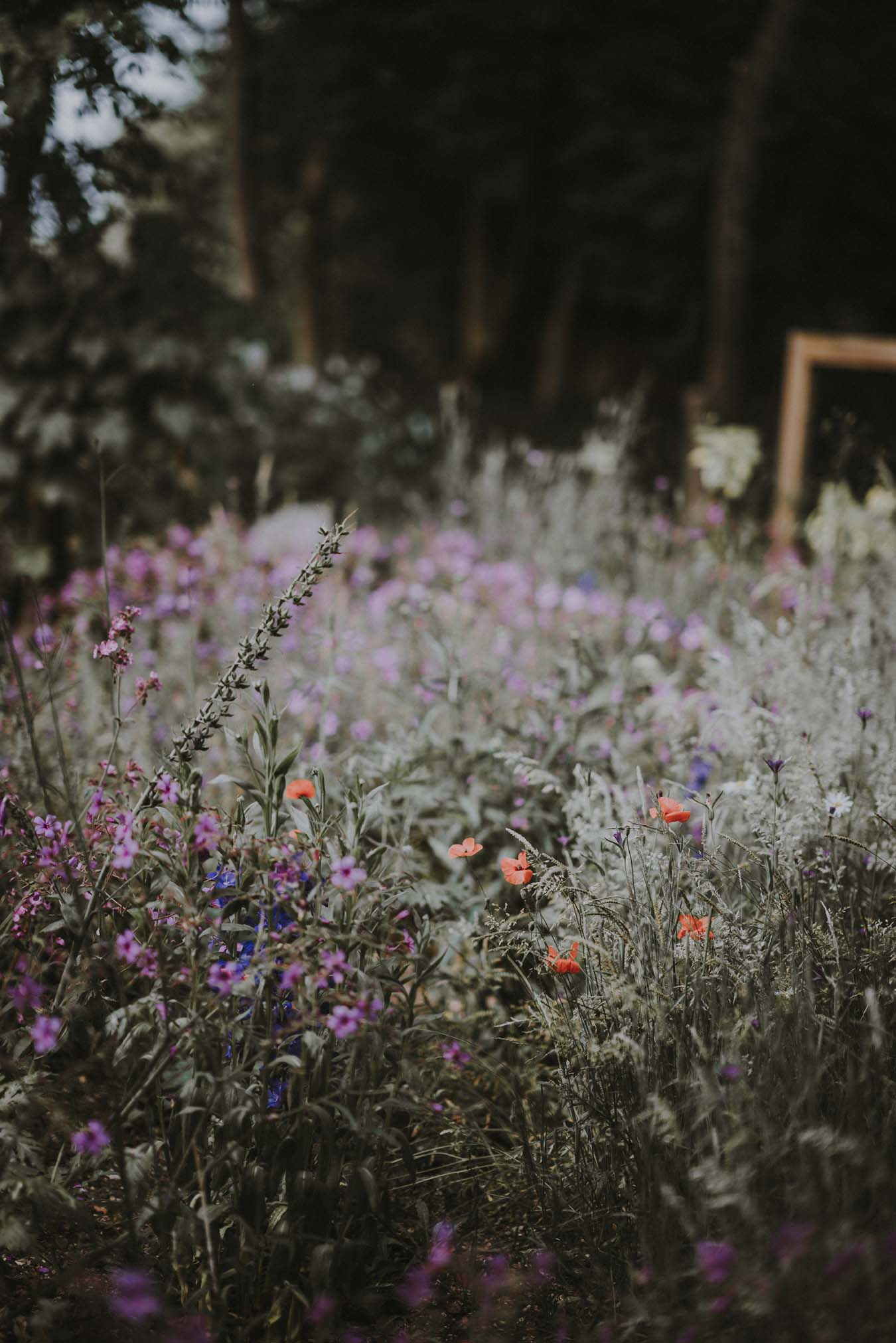 Bunte Blumenwiese bei Abenddämmerung