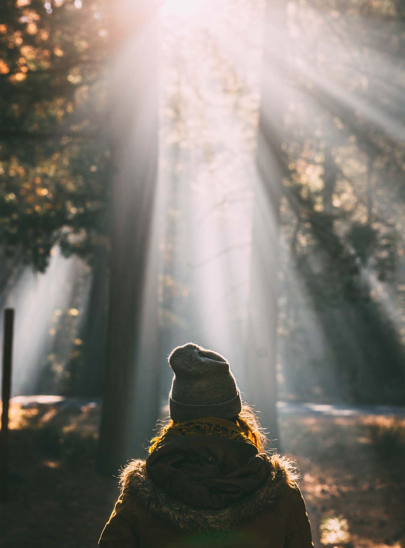 Eine junge Frau, die eine olive Jacke und eine graue Haube trägt, zeigt sich von hinten in einem sonnendurchfluteten Herbstwald und genießt den Moment