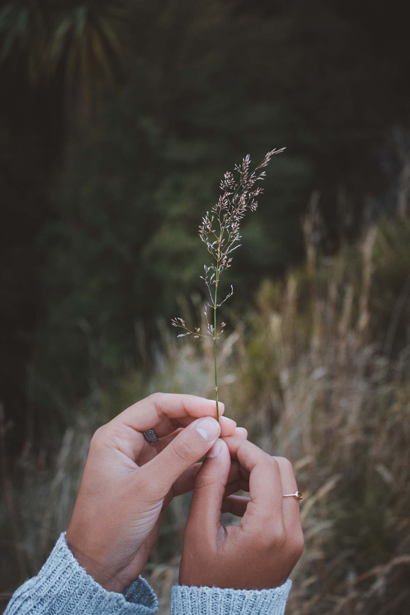 Two tender female hands holding looking at a meadow herb