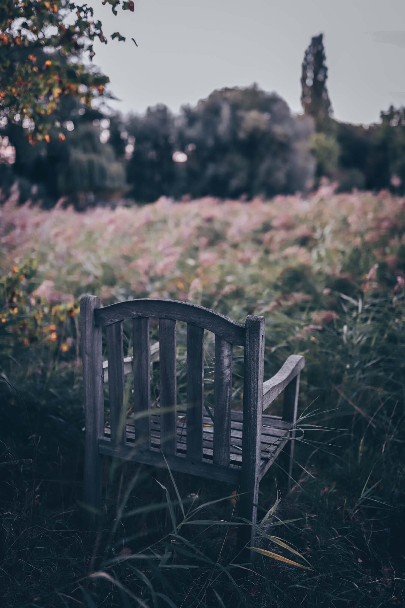 Ein alter Stuhl steht in einem wilden Garten.