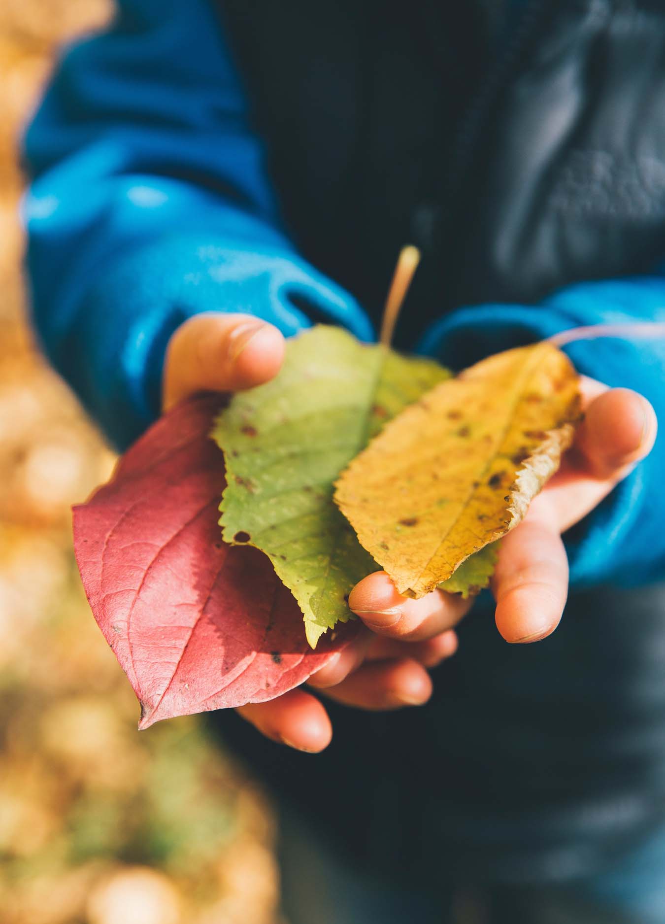 A boy holds a red, a green and a yellow leave in his hand.