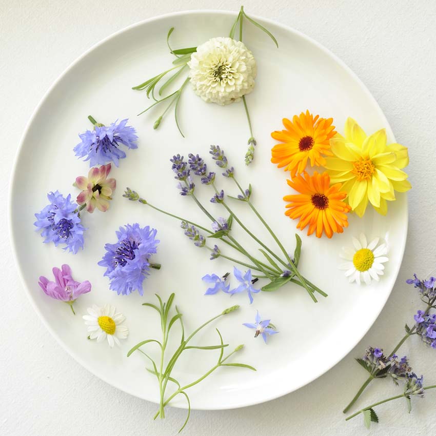 Bunte essbare Blüten auf weißem Teller arrangiert