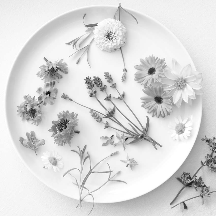 Bunte essbare Blüten auf weißem Teller arrangiert