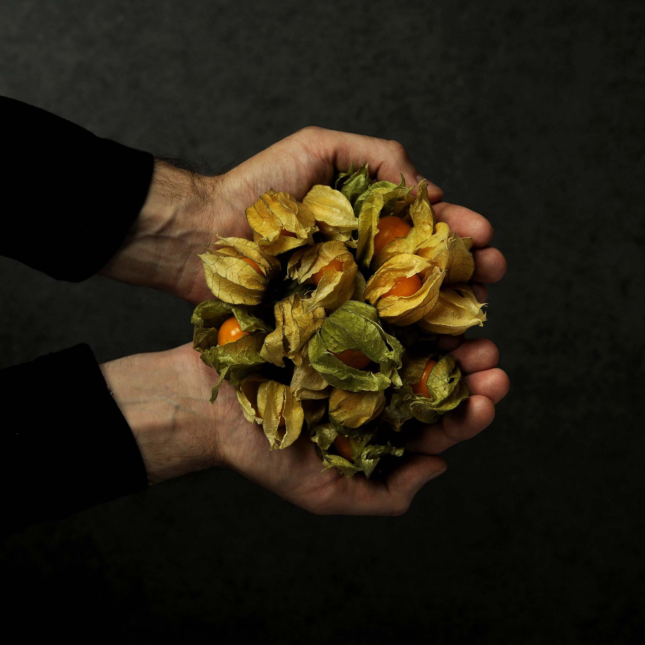 hands hold a big amount of physalis fruits